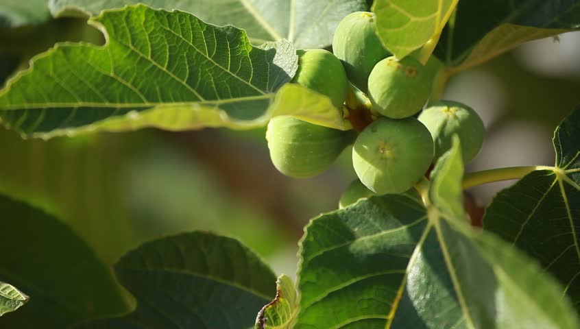 Figs On Green Fig Tree Stock Footage Video 100 Royalty Free Figs On Green Fig Tree Stock Footage Video 100 Royalty Free 2553947 Shutterstock