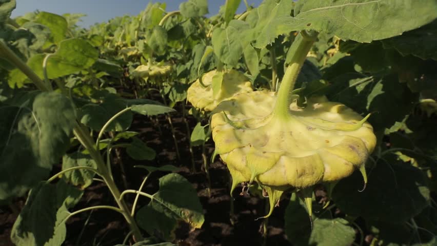 Header of oilseed