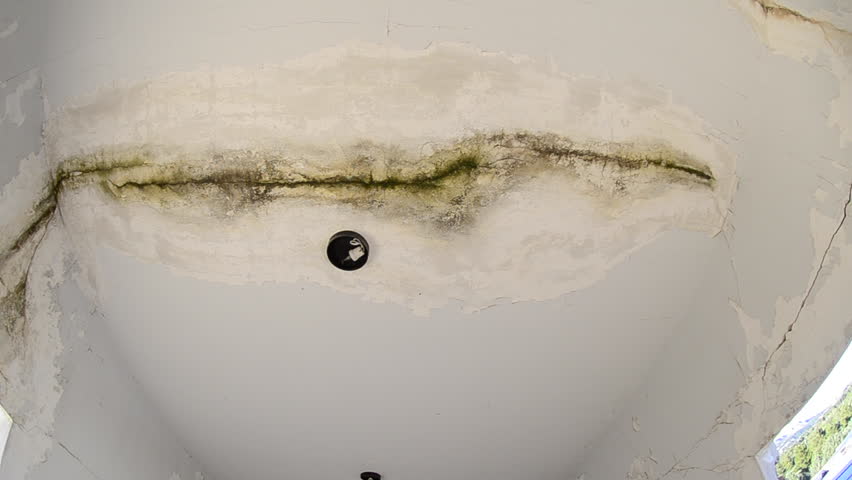 Header of fungal