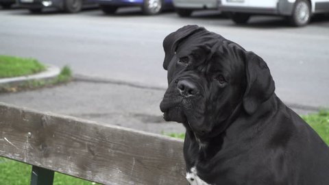 A Dog Cane Corso 14 M Old Sitting On A Street Bench In The City During The Day 20160620 Canecorso 8m 05
