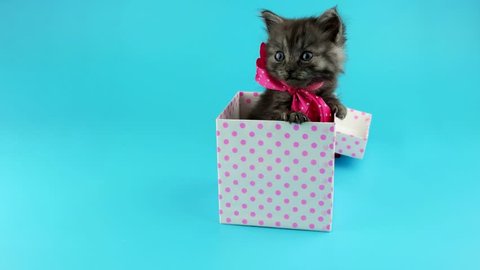 Cute funny happy birthday gift surprise, little grey kitten with pink bow,  get out from the present box, ready for chroma key, on blue chroma key