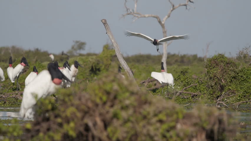 Header of jabiru