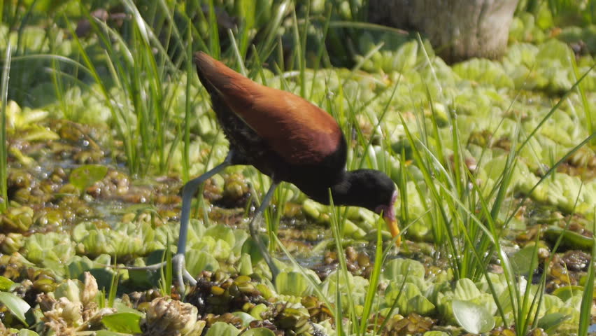 Header of jacana