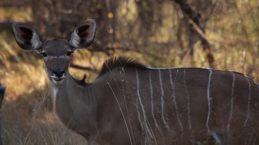 Header of kudu