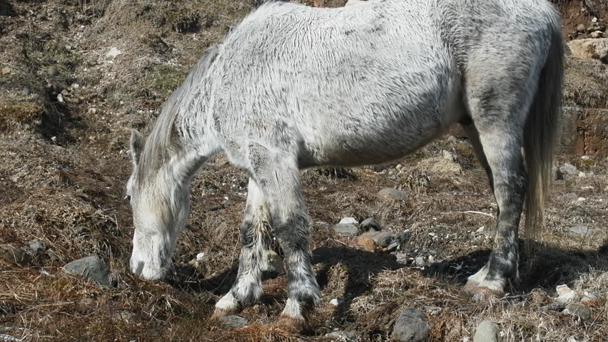 Asian Feral Horse Long Hair Stock Footage Video 100 Royalty