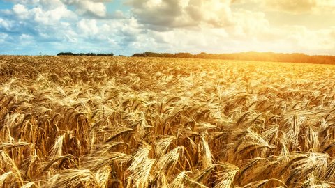 golden wheat field high resolution