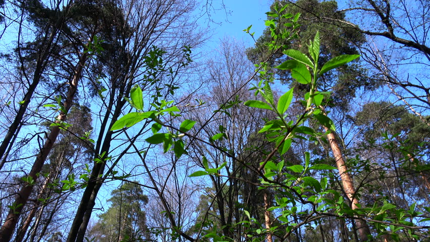 Header of hackberry