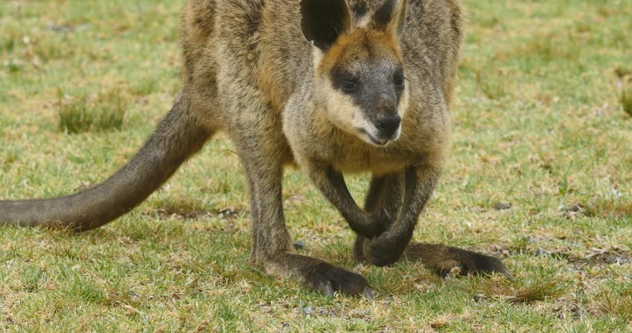 Header of macropod