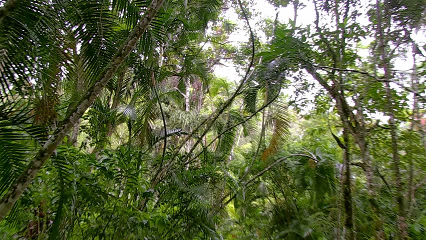 Header of Plantae
