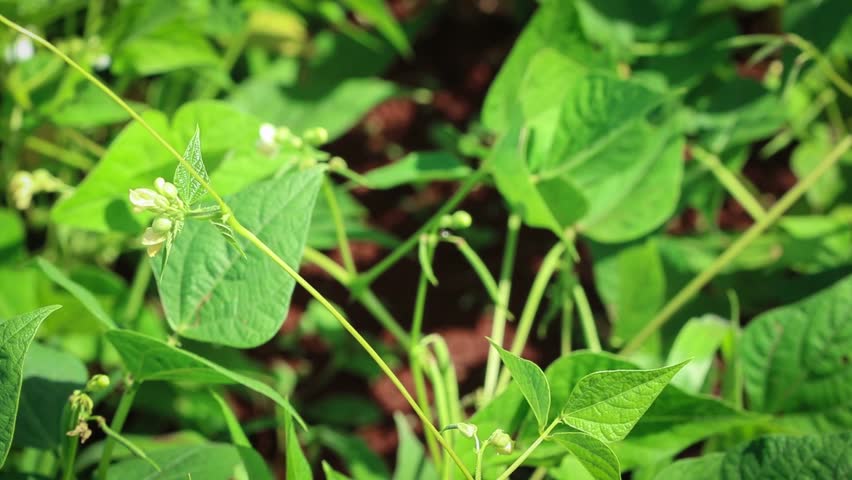 Kidney Beans Stock Footage Video | Shutterstock