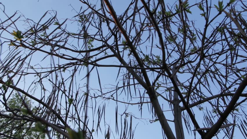 Header of catalpa
