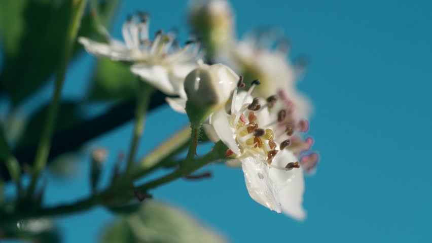 Header of mayflower