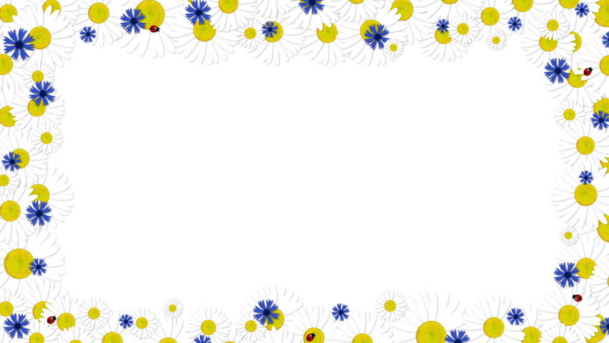 Animated Border Frame Of Purple Flowers (Daisy). Alpha Channel Included ...