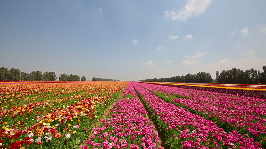 tulips bed farm hd timelapse of sunset over wooden shoe tulip farm in woodburn oregon 1080p stock footage video tulips bed farm hd timelapse of sunset over wooden shoe tulip farm in woodburn oregon 1080p stock footage video
