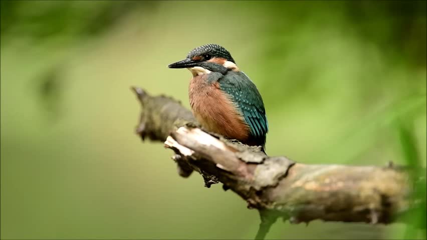 Header of Alcedo Atthis