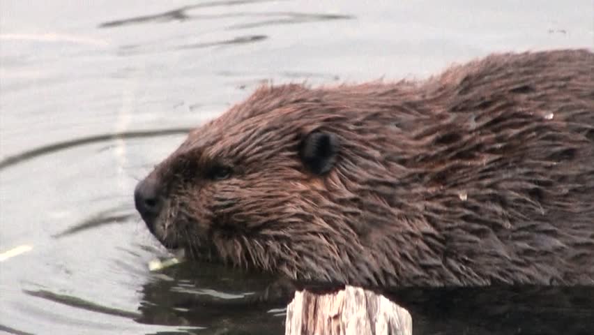 Download free save a tree eat a beaver patches