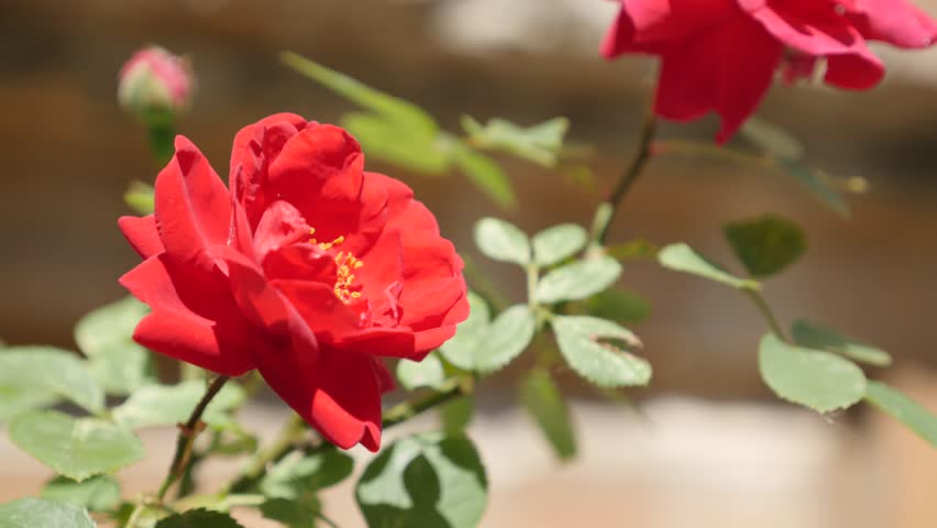 Flowers Rose Splendor Love Bokeh Nature Bench Roses Splendor Bokeh Roses Bench Rose Flowers Love Nature Wallpaper