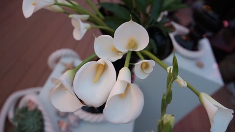 Fresh White Calla Flowers In Stock Footage Video 100 Royalty