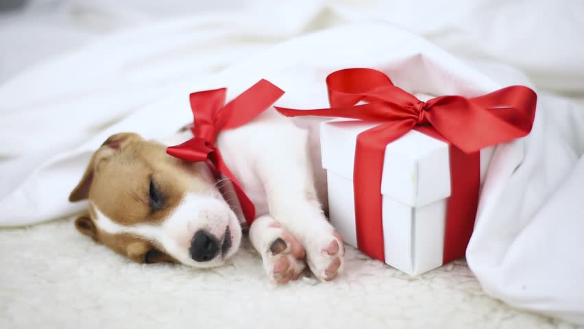 Header of terrier
