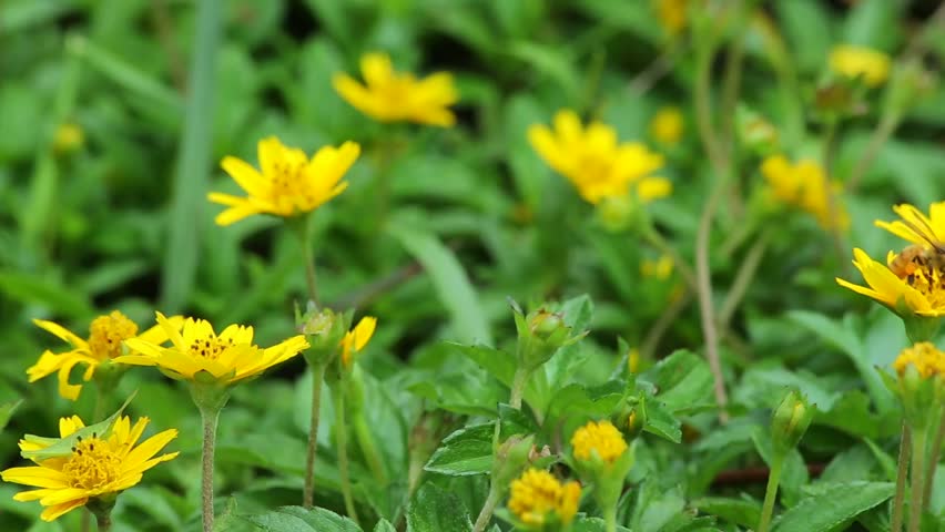 Wedelia Trilobata Yellow Ox Eye Daisy Stock Footage Video 100 Royalty Free 27893227 Shutterstock Wedelia Trilobata Yellow Ox Eye Daisy Stock Footage Video 100 Royalty Free 27893227 Shutterstock