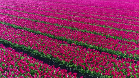Our Time Lapse Photo Sequence Tulips Go >> Aerial Drone Flying And Turning Stock Footage Video 100 Royalty Our Time Lapse Photo Sequence Tulips Go >> Aerial Drone Flying And Turning Stock Footage Video 100 Royalty