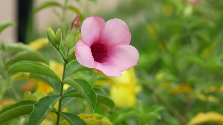 Header of Allamanda blanchetii