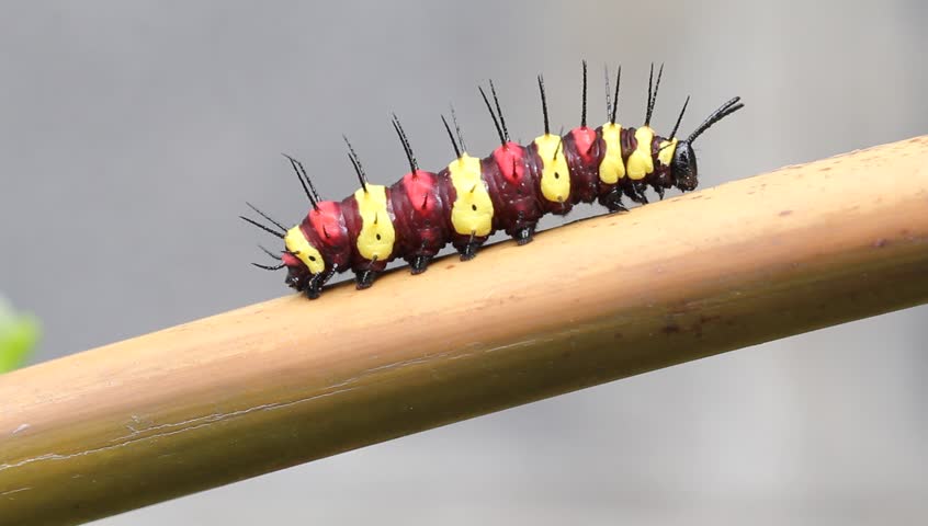 Header of caterpillar