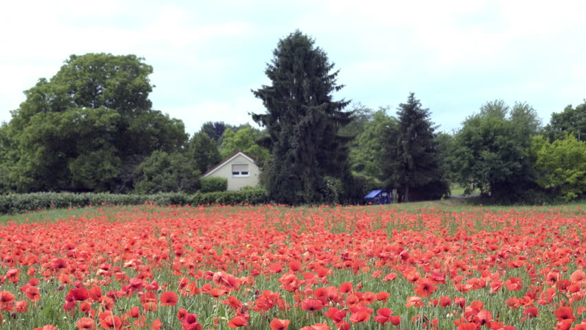Red Barn Background potato blossoms, barn background. a field of flowering potato Red Barn Background potato blossoms, barn background. a field of flowering potato
