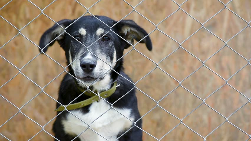 Sad Crying Puppy Dog Eyes In Shelter Behind Fence Depressed Stock Video ...