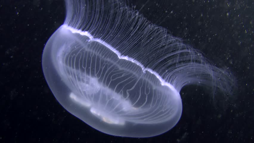 Invertebrate Marine Coelenterates Jellyfish  Aurelia 