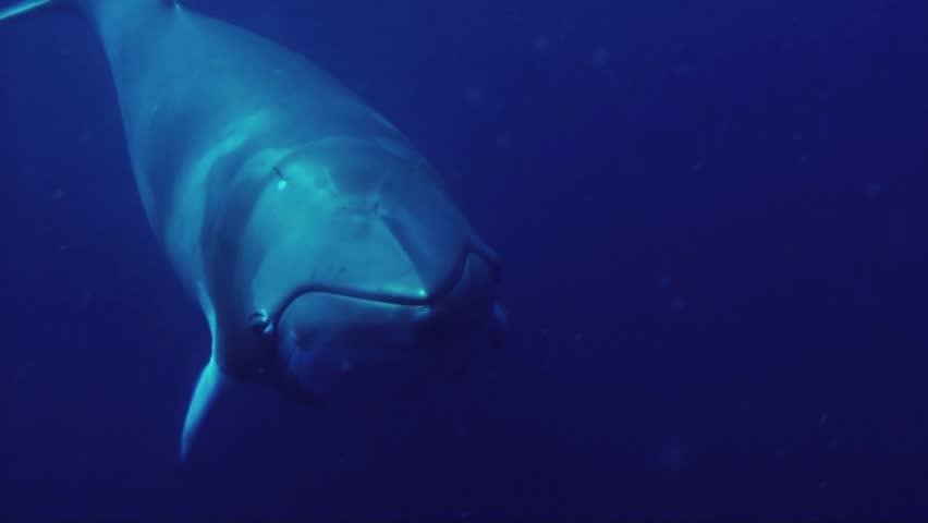 Кит мелвилла. Калифорния киты. The great whale. Мистер полосатик фото. The great whale.