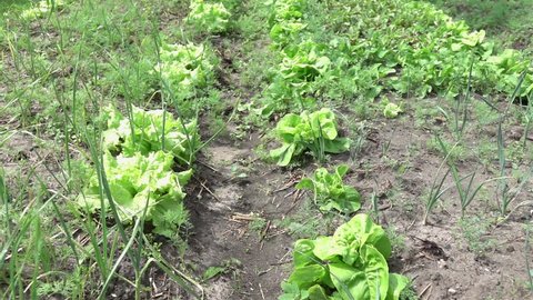 Closeup Of Gardener Farmer Spray Stockvideos Filmmaterial 100