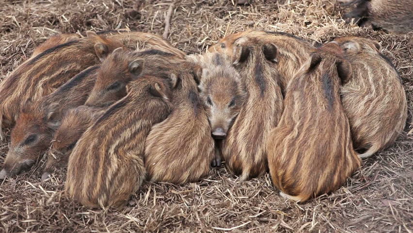 Many Wild Boar Piglets (sus Stock Footage Video (100% Royalty-free ...