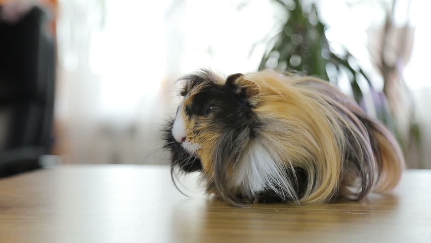 Red Long Hair Guinea Pig Stockvideos Filmmaterial 100