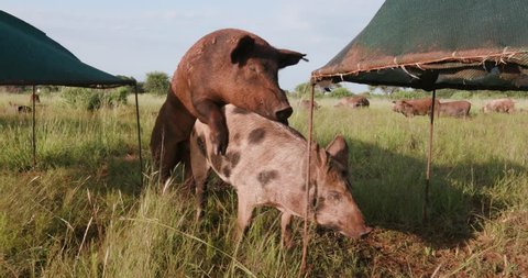 Farming Free Range Pigs Mating Stock Footage Video (100% Royalty-free) 28860037 | Shutterstock Farming Free Range Pigs Mating Stock Footage Video (100% Royalty-free) 28860037 | Shutterstock