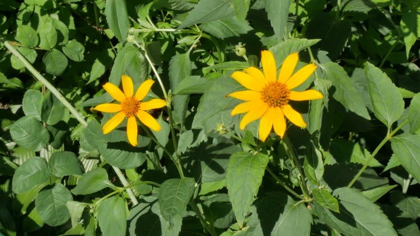 Header of doronicum
