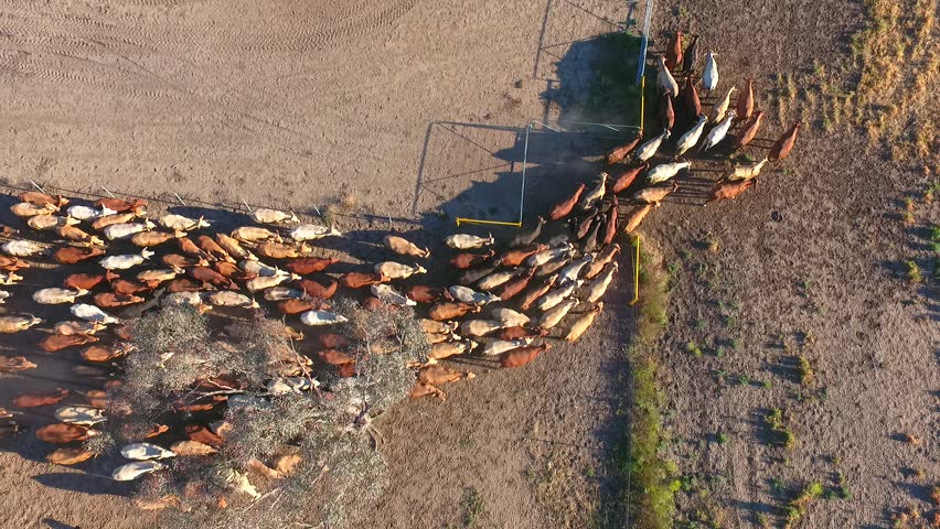 Outback Cattle Mustering Featuring Herd Of Cows, Bulls And Heffer ...