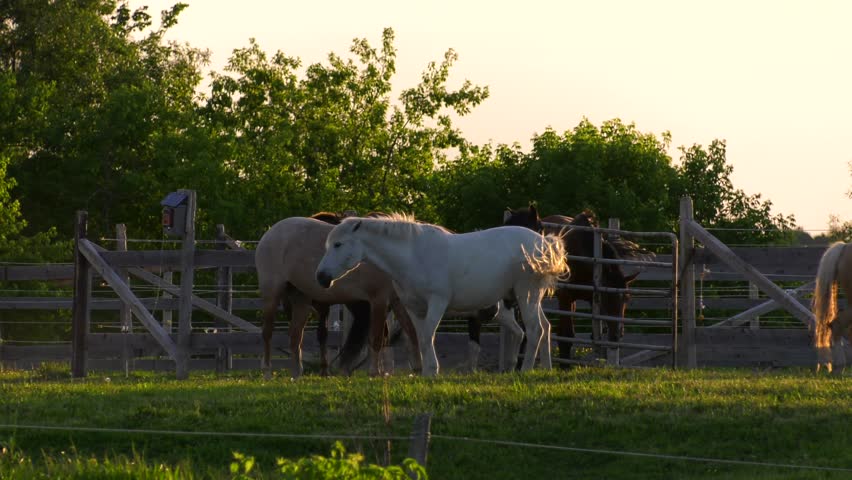 Header of Barnyard