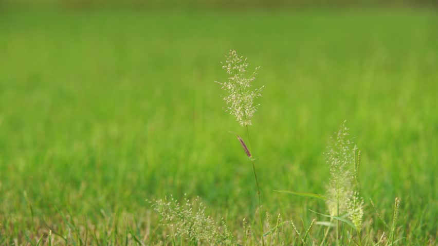 Header of Aira