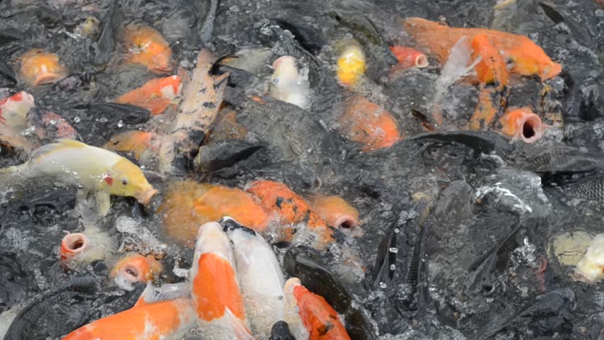 Carp And Pond Fish Culture Free Download