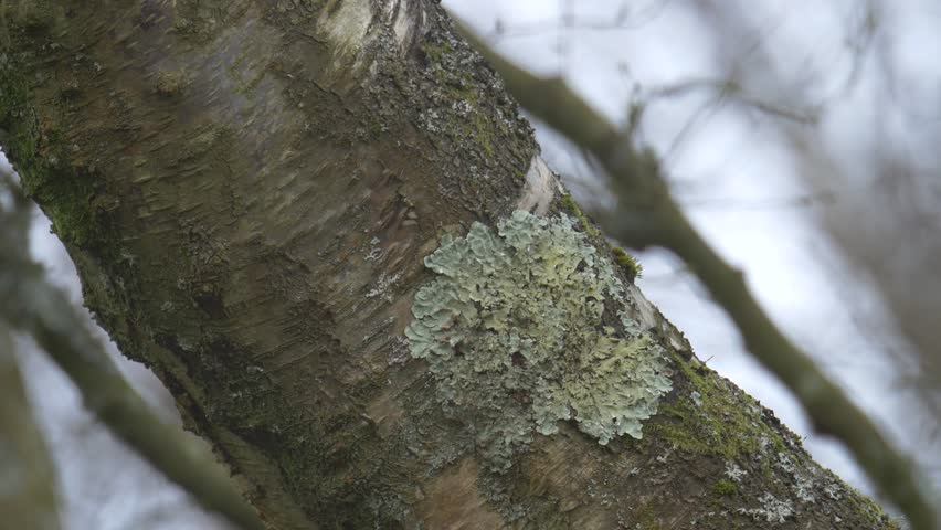Header of treecreeper
