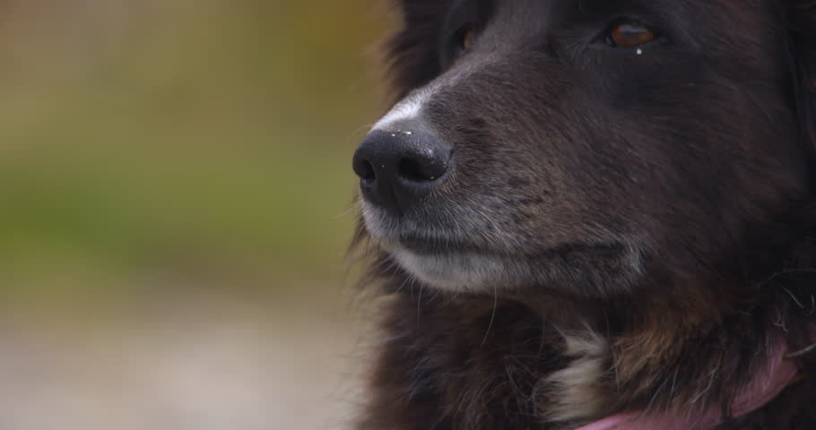 Brown Border Collie Husky Mix Stock Footage Video 100 Royalty