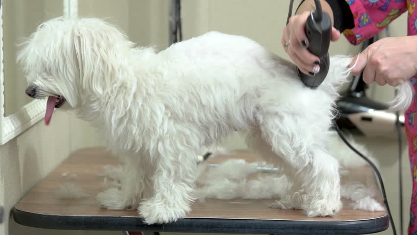 Small Dog Getting Haircut White Stock Footage Video 100