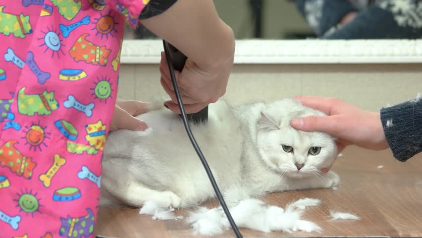 British Shorthair White Getting Haircut Stock Footage Video 100