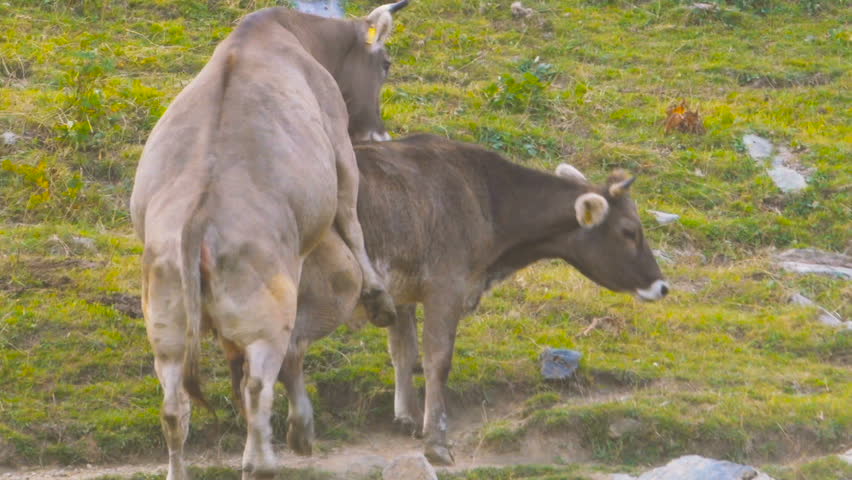 Cattle Male Female Bull Cow Adult Immature Several Mating