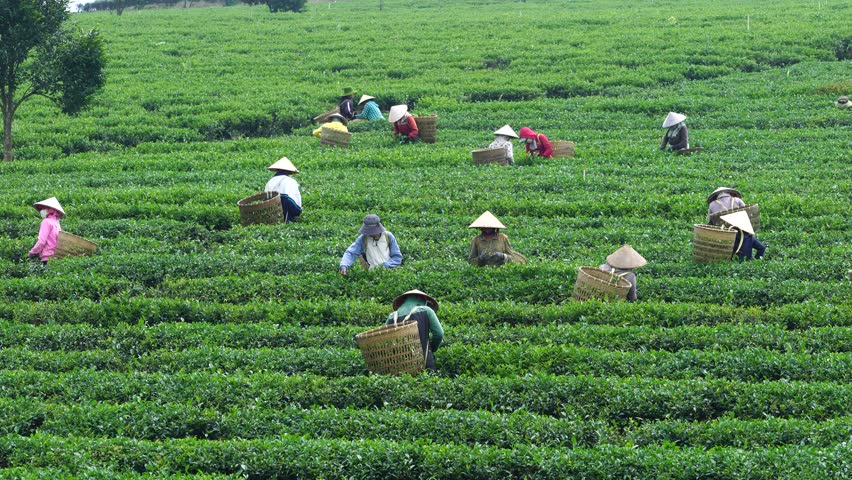 Bao Loc, Vietnam - August Stock Footage Video (100% Royalty-free ...