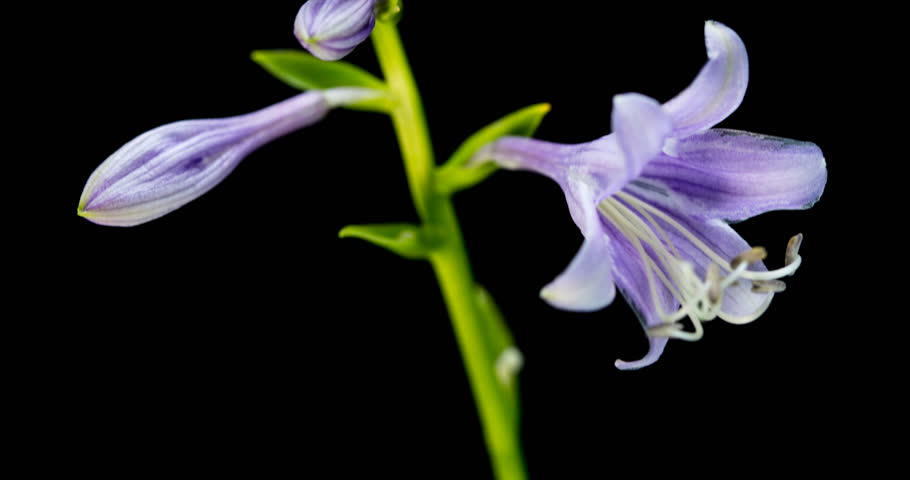Header of Asparagales