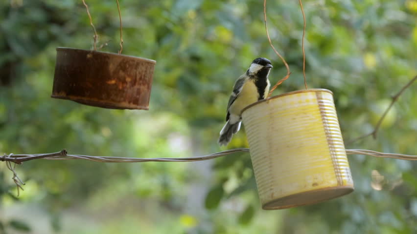 The Bird Pecks Seeds From Stock Footage Video 100 Royalty Free