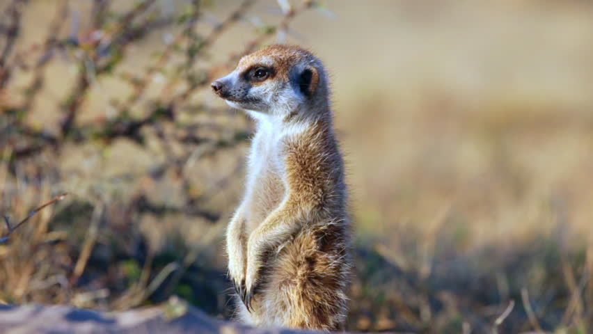 Group Of Meerkats Standing Up Alert And Looking For Predators,botswana 