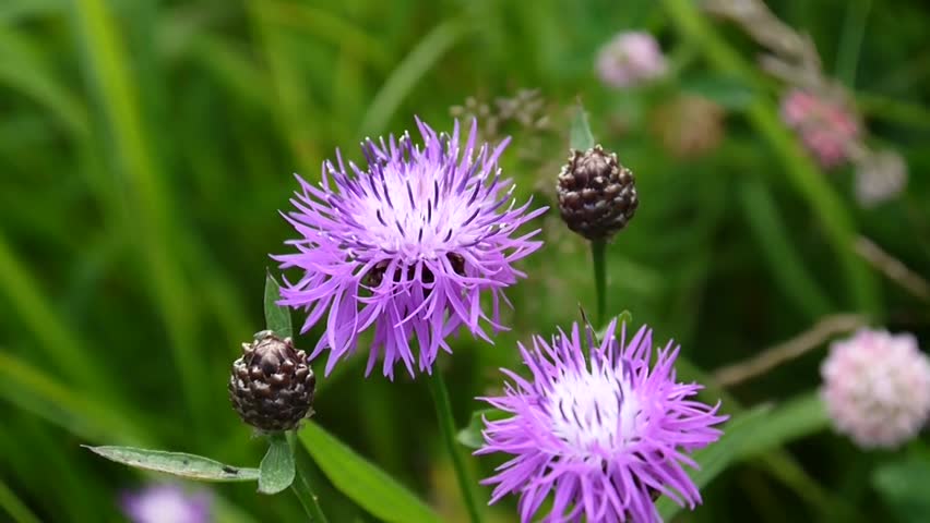 Meadow Knapweed. Centaurea Jacea Flower Stock Footage Video (100% ...